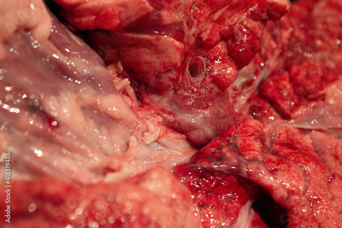Billede på lærred A Close Up of Lungs, Heart and Windpipe Raw Meat of a Sheep