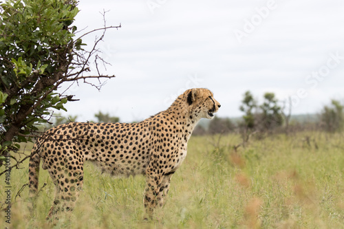 Kruger Narional Park: cheetah looking for prey photo