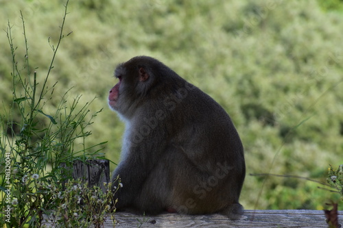 物思いにふけっている猿