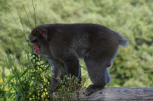 木の柵から降りようとしている猿