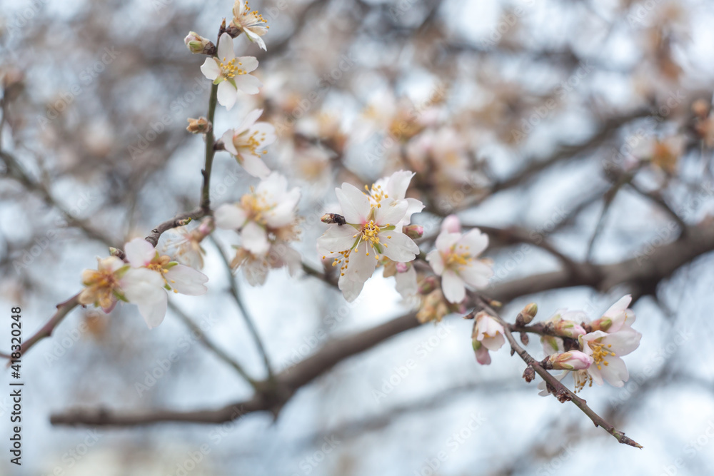 blooming apricot branch in spring, white flowers blooming apricot branch in spring, white flowers