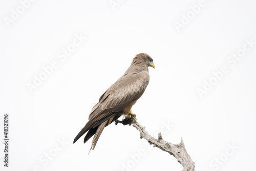 Kruger National Park: Yellow-billed Kite perched in dead tree