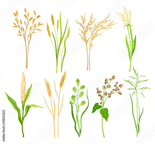 Grain Crop and Cereal as Cultivated Grass with Caryopsis Vector Set