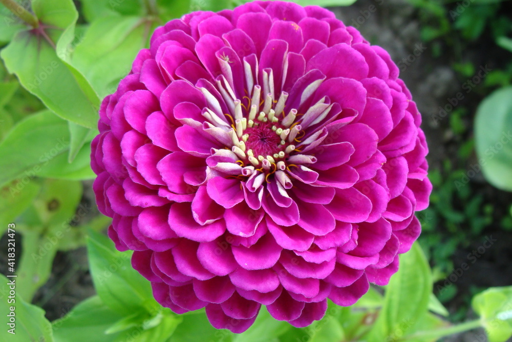pink dahlia flower in garden pink dahlia flower in garden