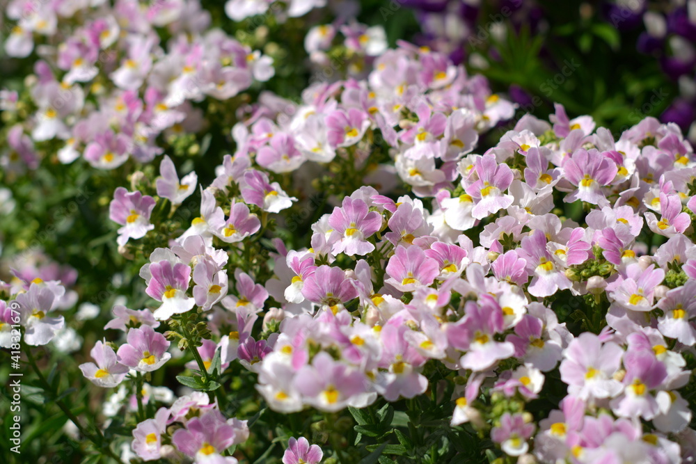 Beautiful Shibazakura or Miss Phlox in Ashikaga Flower Park, Tochigi, Japan. Beautiful Shibazakura or Miss Phlox in Ashikaga Flower Park, Tochigi, Japan.