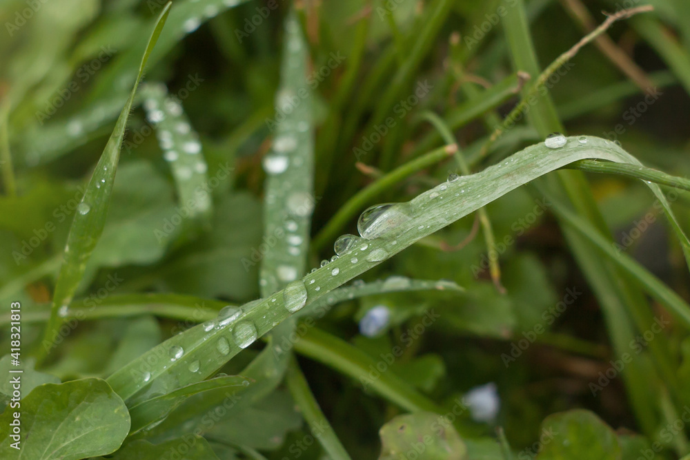 dew drops on the green grass dew drops on the green grass