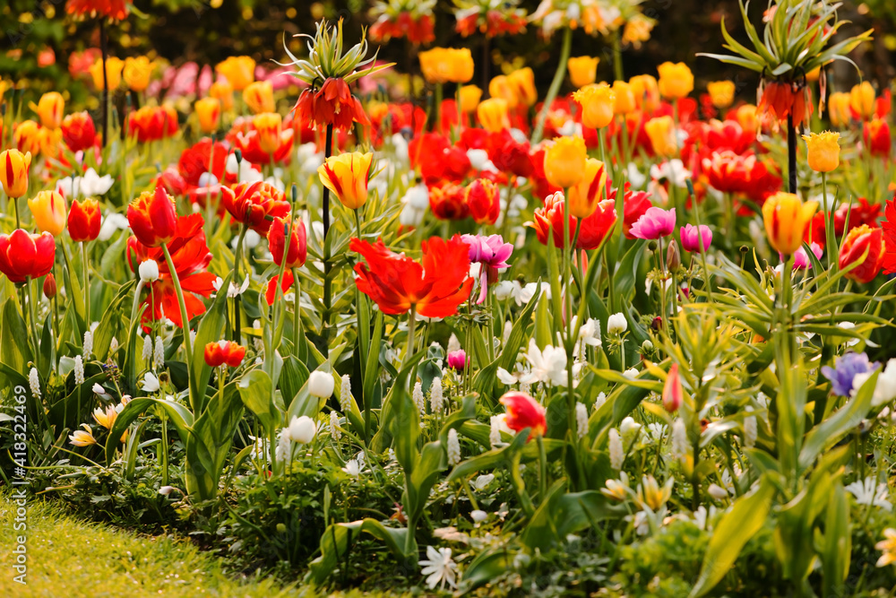 Fototapeta premium spring garden