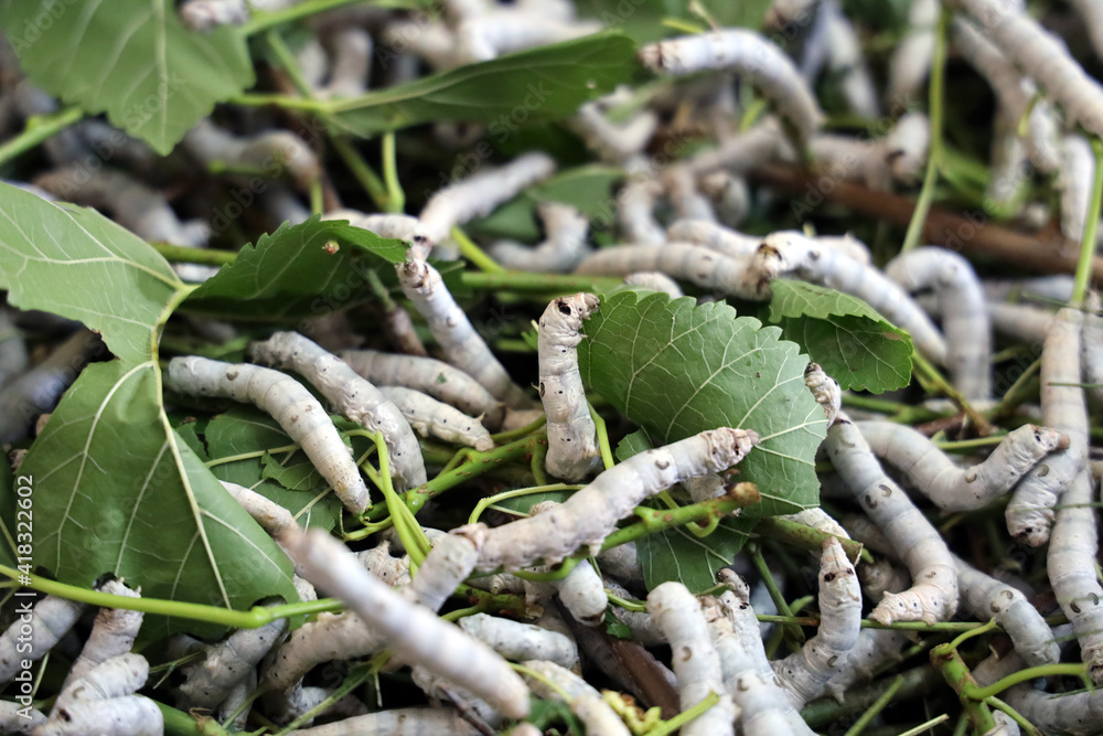 The silkworm is the larva or caterpillar of the domestic. It is an economically important insect, being a primary producer of silk. The silkworm is the larva or caterpillar of the domestic. It is an economically important insect, being a primary producer of silk.