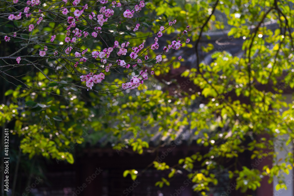 Spring plum blossoms and park scenery in East Lake Plum Garden in Wuhan, Hubei Spring plum blossoms and park scenery in East Lake Plum Garden in Wuhan, Hubei