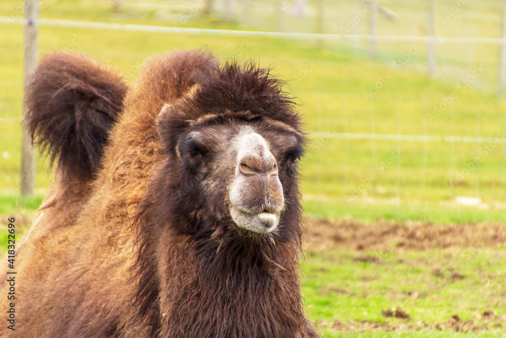 Fototapeta premium Brown camel resting in a zoo enclosure.