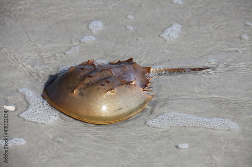 horseshoe crab in a shallow water of Atlantic ocean photo