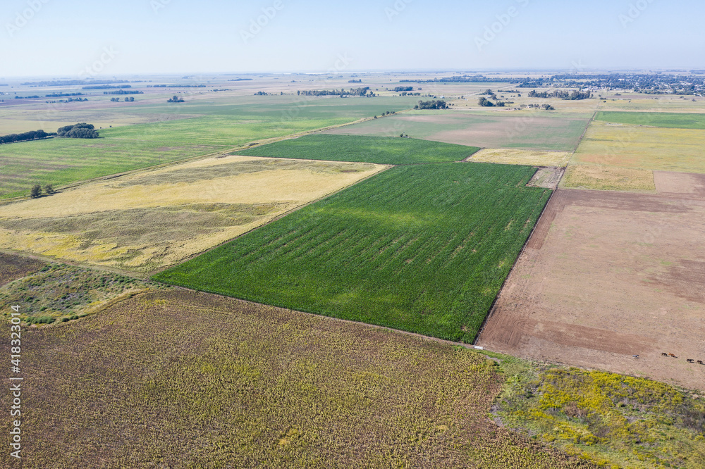 Corn cultivation, Buenos Aires Province, Argentina.