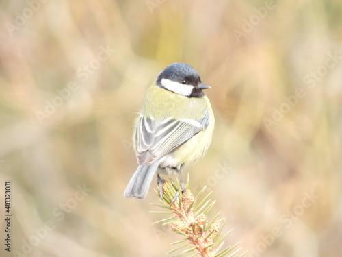 a bird on a branch