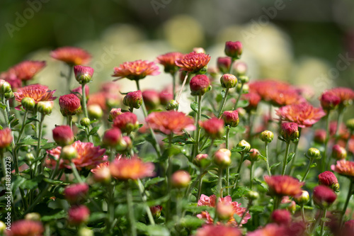 red poppy flowers