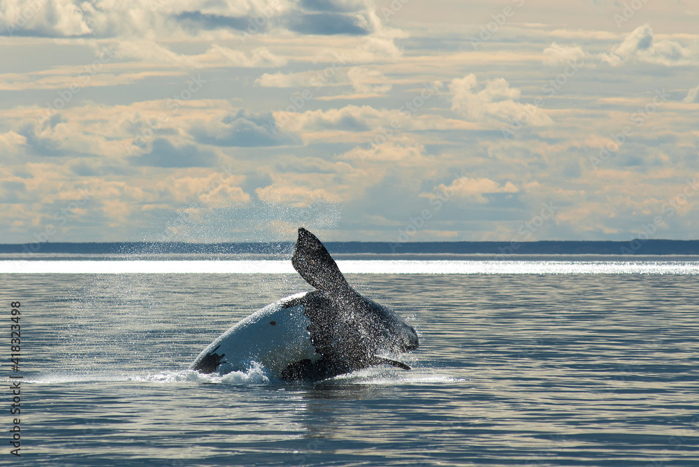 Fototapeta premium Sohutern right whale jumping, endangered species, Patagonia,Argentina