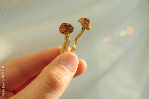 Psilocybin mushrooms in man's hand on grey background. Psychedelic magic Golden Teacher mushrooms. Medical usage. Microdosing concept. photo