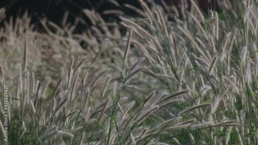 Natural meadow grass slowly swayed by wind blow. Slow motion and copy space. grass sway in the wind with black color background Natural meadow grass slowly swayed by wind blow. Slow motion and copy space. grass sway in the wind with black color background