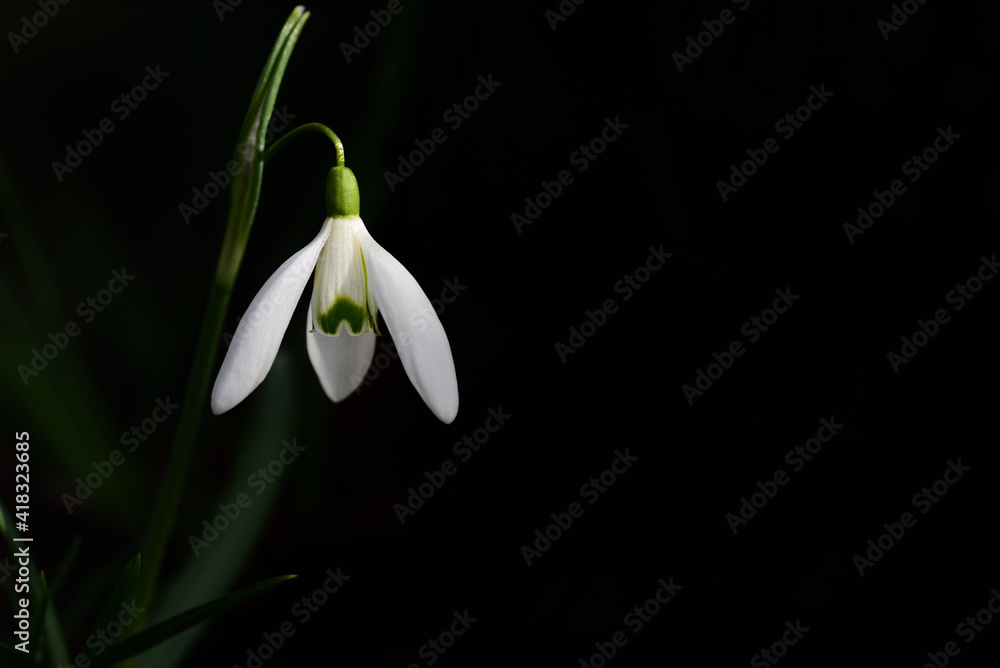 Close up of a freshly bloomed white snowdrop in spring growing out of the shadows Close up of a freshly bloomed white snowdrop in spring growing out of the shadows