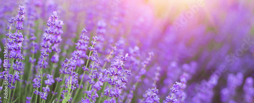 Lavender bushes closeup.