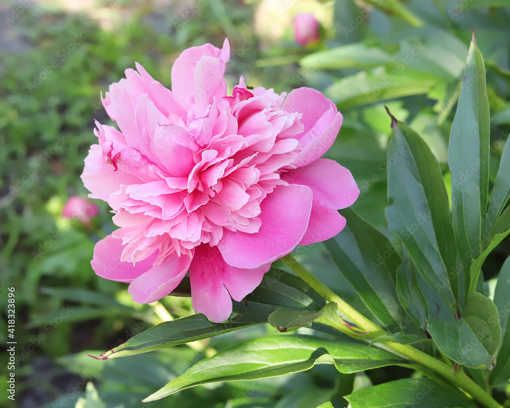 pink and white peony pink and white peony