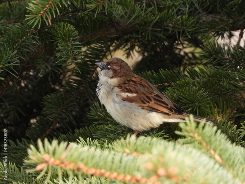 sparrow © Bogdan