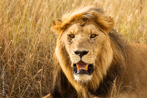 Fototapeta Naklejka Na Ścianę i Meble -  Closeup of a lion resting in the grass during safari in Serengeti National Park, Tanzania. Wild nature of Africa..