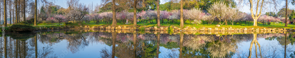 Spring plum blossoms and park scenery in East Lake Plum Garden in Wuhan, Hubei Spring plum blossoms and park scenery in East Lake Plum Garden in Wuhan, Hubei