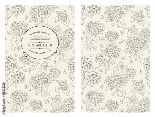Vintage card with flowers Hydrangea on background. Book cover with flower texture. Colour lines on white background. Vector illustration.