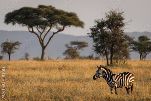 African zebras at beautiful landscape during sunrise safari in the Serengeti National Park. Tanzania. Wild nature of Africa..