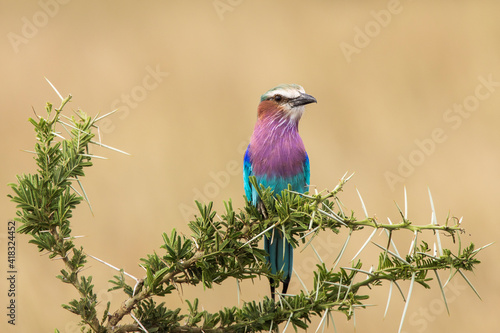 A colorful lilac-breasted roller sitting on tree during safari in Serengeti National Park, Tanzania. Wild nature of Africa. photo