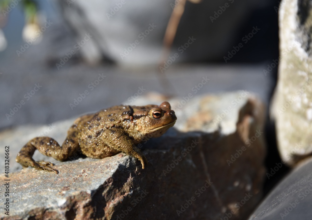 Obraz premium grenouille, crapaud, amphibien, nature, animal, faune, brun, eau, yeux, macro, vert, commun, pierre, animal, reptiles, écologie, arbre, sauvage
