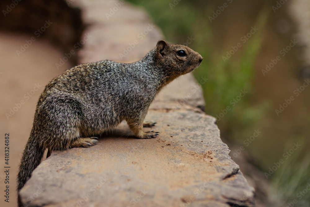 Close up of side of one squirrel standing on stone wall with blurry background in Zion national park in Utah, america