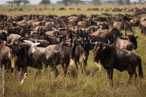 Migration of wildebeast during safari in National Park of Serengeti, Tanzania. Wild nature of Africa. © danmir12