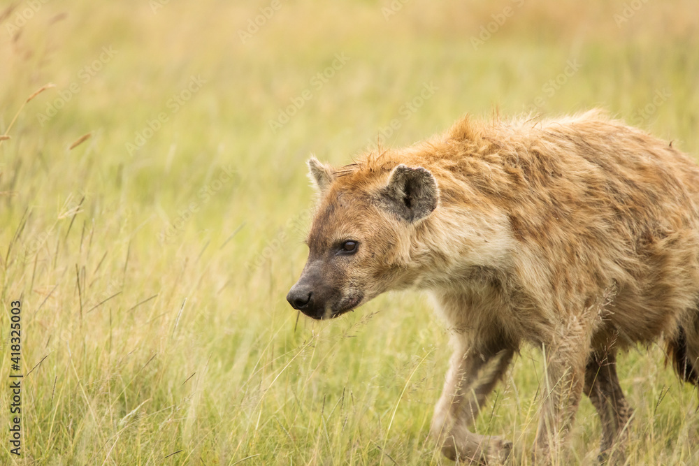 Hyena in the grass during safari in National Park of Ngorongoro, Tanzania. Wild nature of Africa Hyena in the grass during safari in National Park of Ngorongoro, Tanzania. Wild nature of Africa