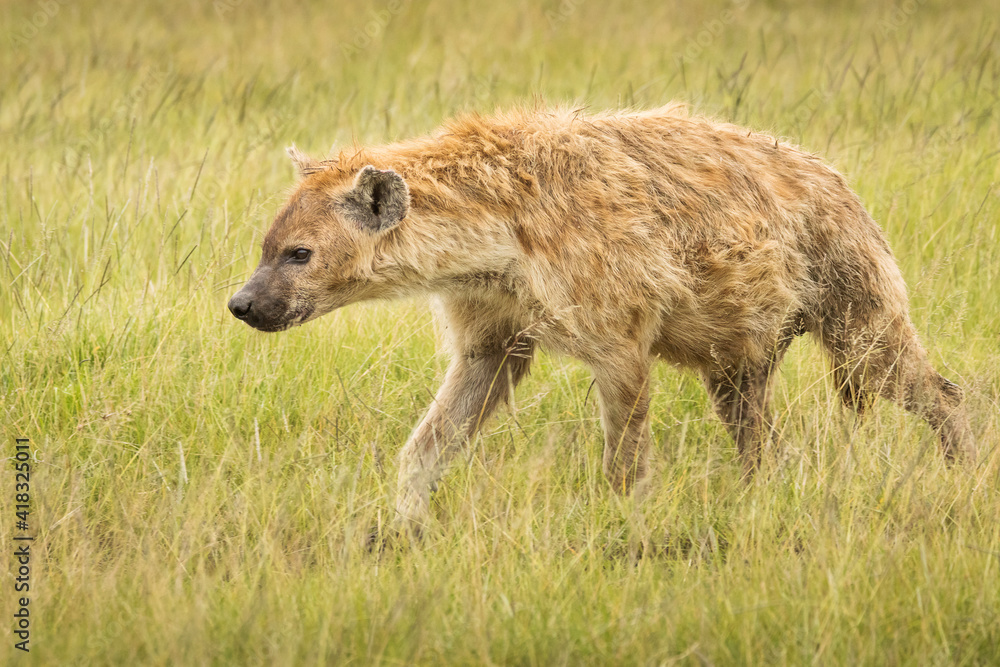 Hyena in the grass during safari in National Park of Ngorongoro, Tanzania. Wild nature of Africa