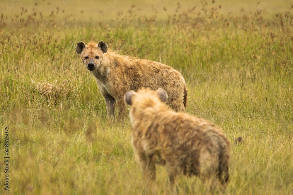 Hyena in the grass during safari in National Park of Ngorongoro, Tanzania. Wild nature of Africa Hyena in the grass during safari in National Park of Ngorongoro, Tanzania. Wild nature of Africa