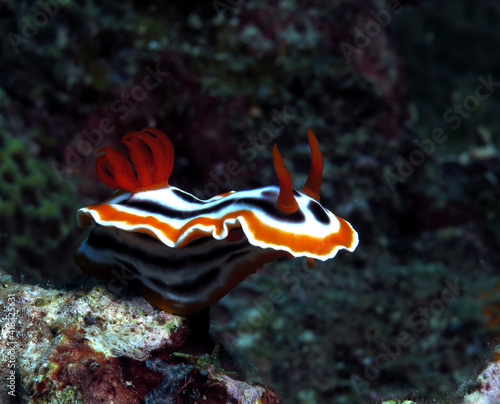Front view of a Chromodoris Magnifica nudibranch Siquijor Philippines