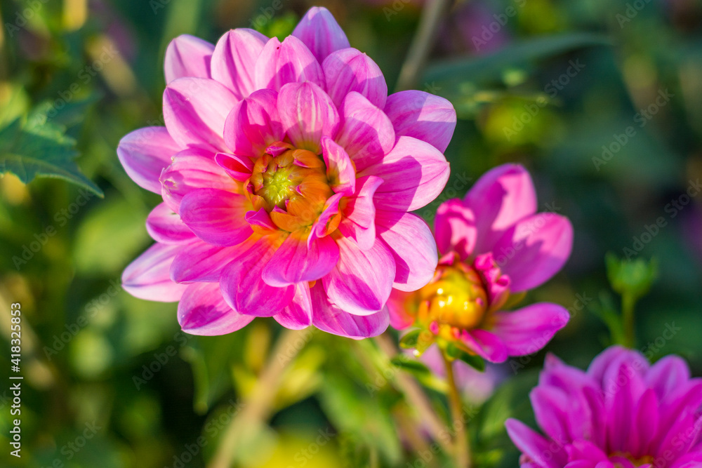 beautiful pink dahlia flower in sunlight on a background of green foliage beautiful pink dahlia flower in sunlight on a background of green foliage