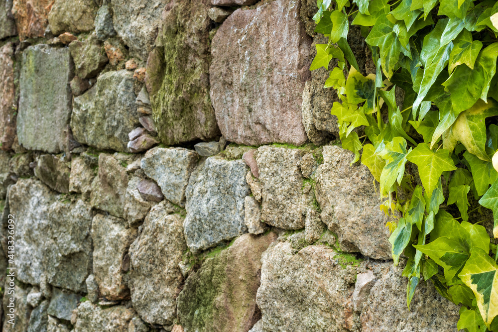 Climbing plant, green ivy growing among the irregular stones of an ancient wall. Architecture constructions. Beautiful vintage background with text space.