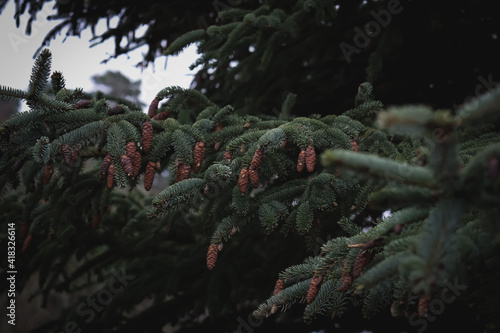 cones in the tree