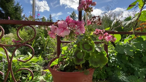 beautiful flowers and plants in the garden on a summer sunny day. smooth camera movement