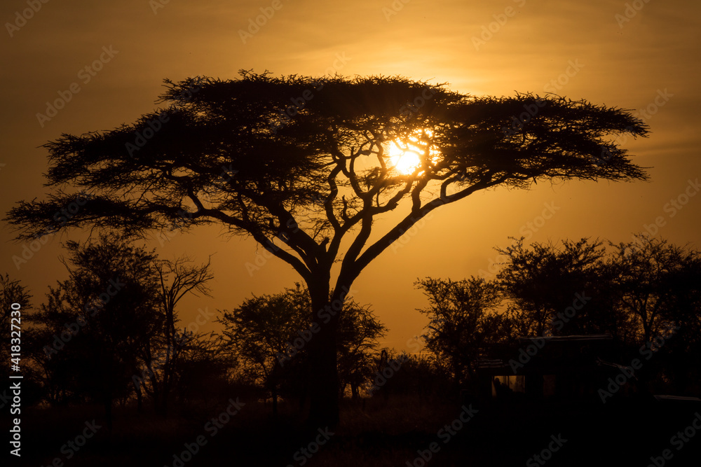 Fototapeta premium Acacia tree in safari of Serengeti National Park of Tanzania with beautiful sunrise in background. Wild nature of Africa