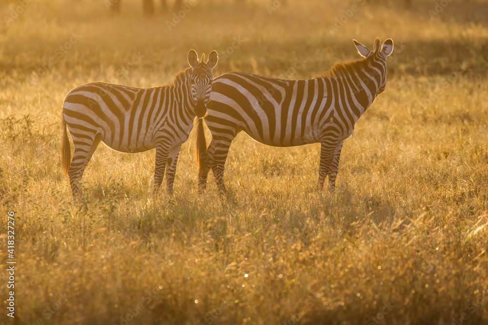 Naklejka premium African zebras at beautiful landscape during sunrise safari in the Serengeti National Park. Tanzania. Wild nature of Africa..