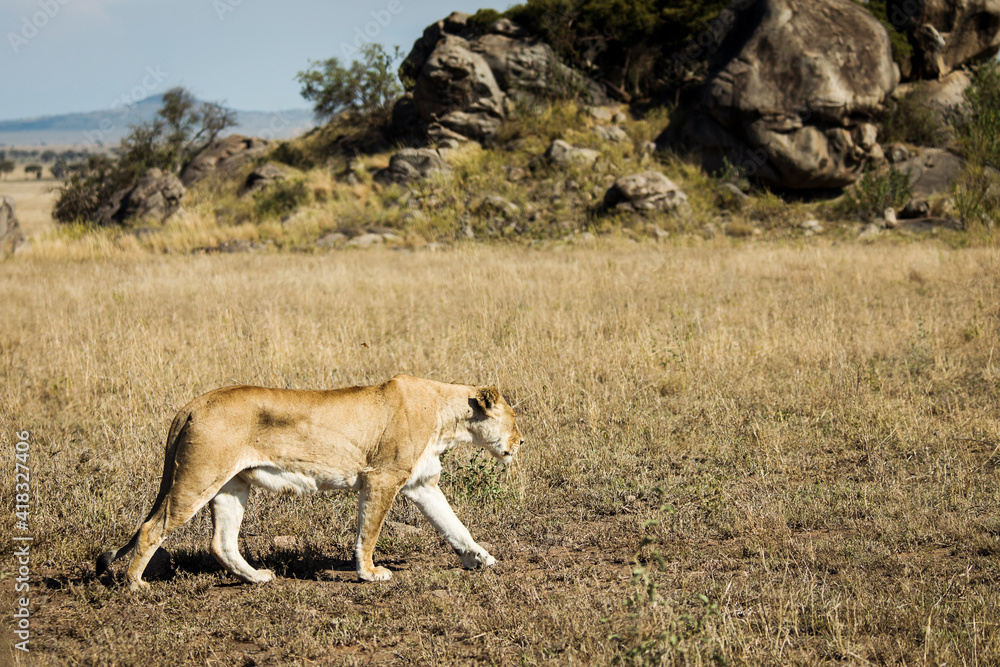 Closeup of a lioness walking in the grass during safari in Serengeti National Park, Tanzania. Wild nature of Africa.. Closeup of a lioness walking in the grass during safari in Serengeti National Park, Tanzania. Wild nature of Africa..