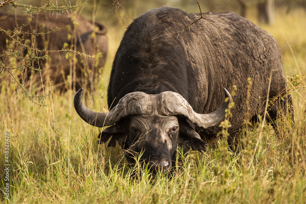 Buffalo in the grass staring to the camera during safari in Serengeti National Park in Tanzani. Wilde nature of Africa..