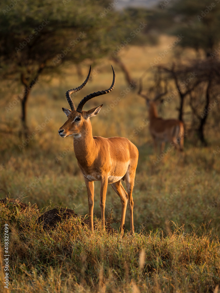 Closeup of Impala image taken on Safari located in the Serengeti, National park, Tanzania. Wild nature of Africa. Beautiful light of sunrise. Closeup of Impala image taken on Safari located in the Serengeti, National park, Tanzania. Wild nature of Africa. Beautiful light of sunrise.