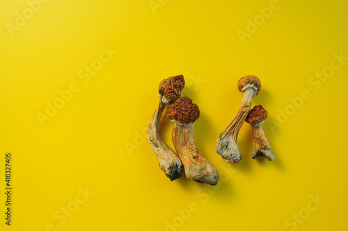 Dry psilocybin mushrooms on bright yellow background. Psychedelic magic mushroom Golden Teacher. Medical usage. Microdosing concept. © Cannabis_Pic
