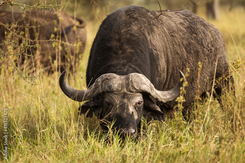 Buffalo in the grass staring to the camera during safari in Serengeti National Park in Tanzani. Wilde nature of Africa..