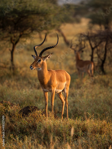 Closeup of Impala image taken on Safari located in the Serengeti, National park, Tanzania. Wild nature of Africa. Beautiful light of sunrise.