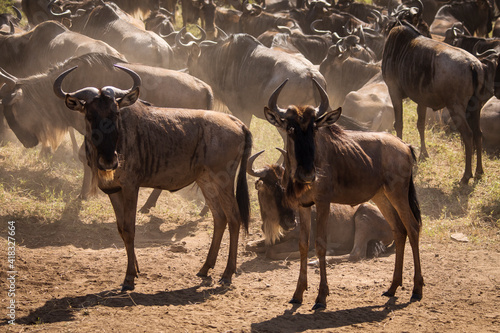 Wallpaper Mural Group of wildebeasts during safari in National Park of Serengeti, Tanzania. Wild nature of Africa. Torontodigital.ca